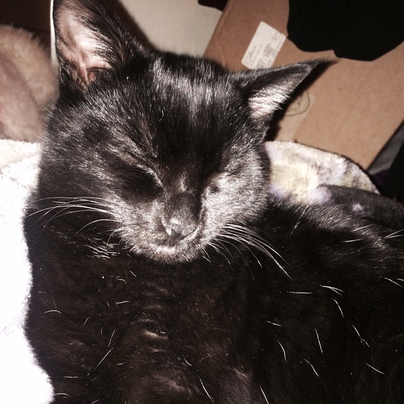 Profile Picture of Alenah Vigen (@blackcat1331) on Poshmark