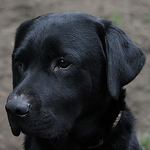 Profile Picture of Mark Konrad (@chyzma) on Flickr