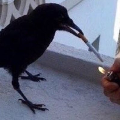 Profile Picture of Chase Eldridge (@SoSoSocialism) on Twitter