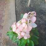 Profile Picture of Albert Thomas (@albert.thomas.133859) on Facebook