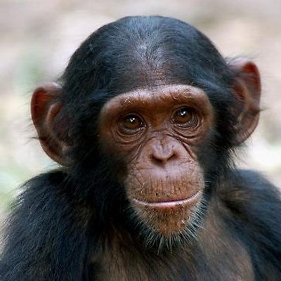 Profile Picture of Dan Wallin (@iamdanwallin) on Twitter