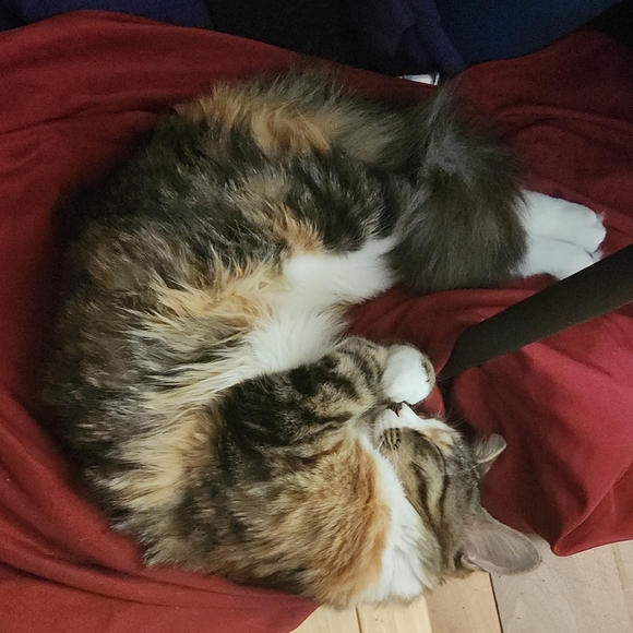 Profile Picture of Ainsley Channon (@ainsleychannon) on Poshmark