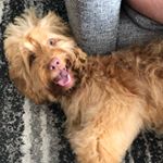 Profile Picture of Janet the Labradoodle (@adventuresofgoodjanet) on Instagram