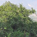 Profile Picture of Jairo Zapata (@zjairo511) on Instagram