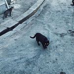 Profile Picture of Doudou (@peter_buka) on Instagram