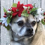Profile Picture of Starla Hanson (@fionaprincesspug) on Instagram