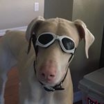 Profile Picture of Josh (@crunkass) on Instagram
