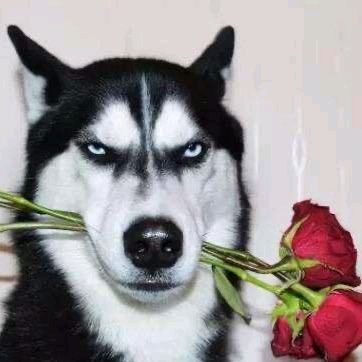 Profile Picture of 秋名山搬砖狂魔 (@thomaszhouke) on Tiktok