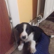 Profile Picture of Peter Harte (@peterharte5) on Twitter