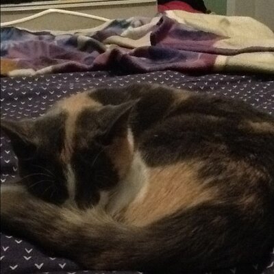 Profile Picture of Candi Harper (@candiapple79) on Twitter