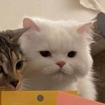 Profile Picture of minhmacaron (@minhmacaron) on Instagram