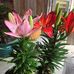 Profile Picture of Phyllis Wilfong (@phyllis.wilfong.9) on Facebook