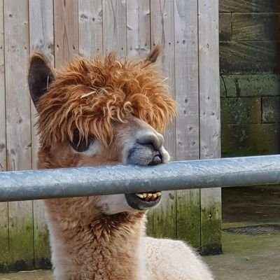 Profile Picture of Adam Rhodes (@adamrhodes1987) on Twitter