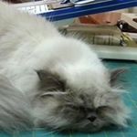 Profile Picture of Barbara Kempf (@scoopybarb) on Instagram