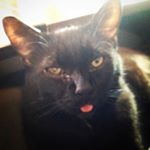 Profile Picture of Cleo Moore (@cleos.black.cat.watercolor) on Instagram