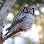 Profile Picture of Bjarne Larsen (@bjlarsen63) on Flickr