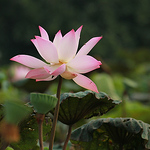 Profile Picture of Thuonghaiussfl (@thuonghaiussfl) on Flickr
