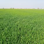 Profile Picture of Shahbaz Ahmad (@shahbazahmad2168) on Instagram