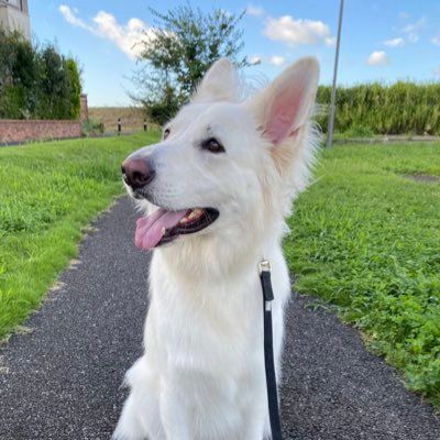 Profile Picture of leo (@whiteshepherd_leo) on Tiktok