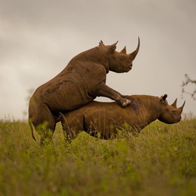 Profile Picture of ERG Rhino (@GreitensRINO) on Twitter
