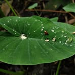 Profile Picture of Ap Robin (@FreelencerApon876) on Facebook