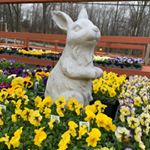 Profile Picture of Scott's Orchard And Nursery (@scottsorchardandnurseryct) on Instagram