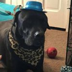 Profile Picture of Bear (@bubbers__) on Instagram