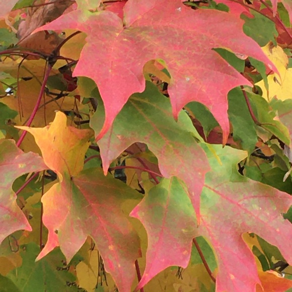 Profile Picture of Nancy Ingerman (@deal4you2021) on Poshmark