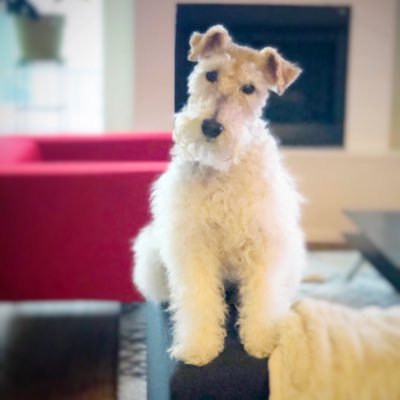 Profile Picture of The Resister Fox Terrier (@chaly_deleon) on Twitter