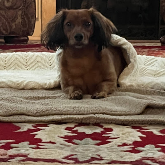 Profile Picture of Lilli Bocock (@lillibocock51) on Poshmark