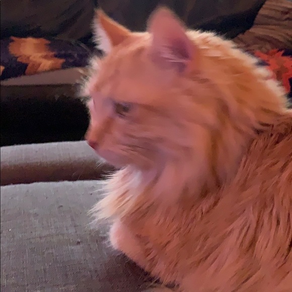 Profile Picture of Max Cannon (@maxcannon) on Poshmark