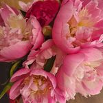 Sandra Maillet-Sellier - Instagram Profile Picture of Sandra Maillet-Sellier (@sllrsan) on Instagram