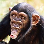 Profile Picture of Ian Patterson (@chimpanzee_attack) on Instagram