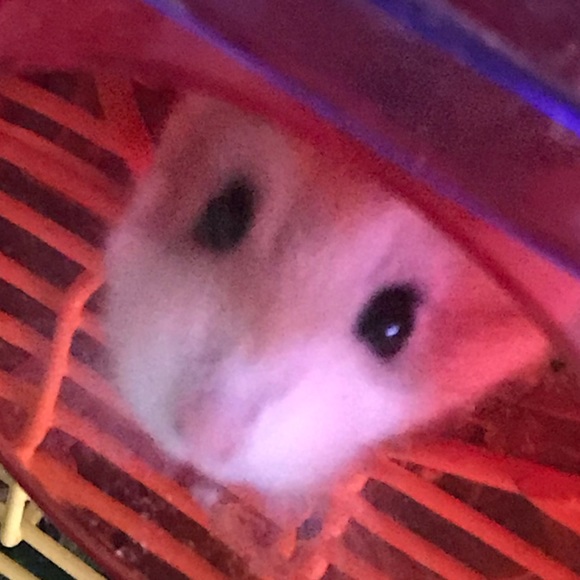 Profile Picture of Val Gonzales (@laverie201) on Poshmark