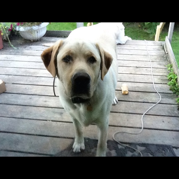 Profile Picture of Kim Miskovich (@kmisk) on Poshmark