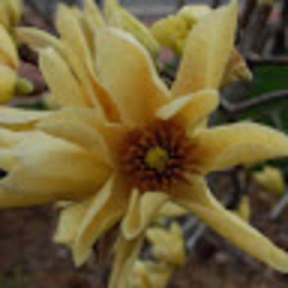 Profile Picture of Samantha Hauth (@hauthtwina) on Poshmark