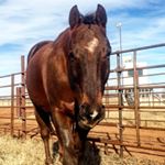 Profile Photo of Tracy Hart Graham (@oklahomahorses) on Instagram