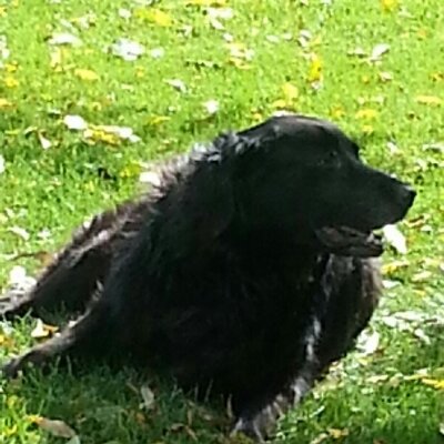 Profile Picture of Shelley Strickland (@strick66) on Twitter