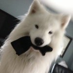 Pressler - Instagram Profile Picture of Pressler (@chrispressler) on Instagram