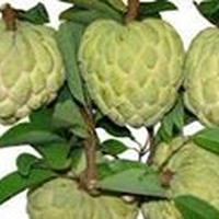 Profile Picture of Anthony Nguyen (@anthony-nguyen-348) on Quora