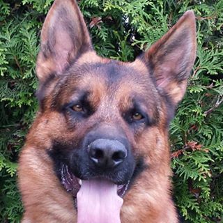 Profile Picture of Dirk Schlicht (@dirk.schlicht.1) on Facebook