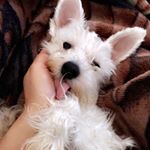 Profile Picture of Barry Allen Manzano (@barrytheschnauzer) on Instagram