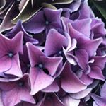 Profile Picture of Anna-Lena Knight (@knightannalena) on Instagram