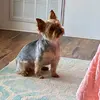 Profile Picture of 💕Torrey💕 (@torreyvest) on Tiktok