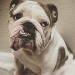 Profile Picture of #BulldogsofInstagram #Texas (@eleanorbulldoglovesbacon) on Instagram