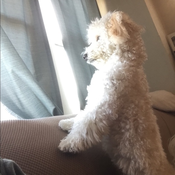 Profile Picture of Yao Saeteun (@yaopoo) on Poshmark