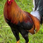 Profile Picture of Enes Stevhan (@enes.stevhan.1) on Facebook