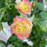 Profile Picture of Pamela Gendron (@gendronpamela) on Instagram