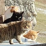 Profile Picture of Catriona Cameron (@catrionalouisecameron) on Instagram