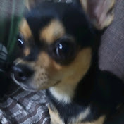 Profile Picture of Pingo (@pingo_dog) on Youtube